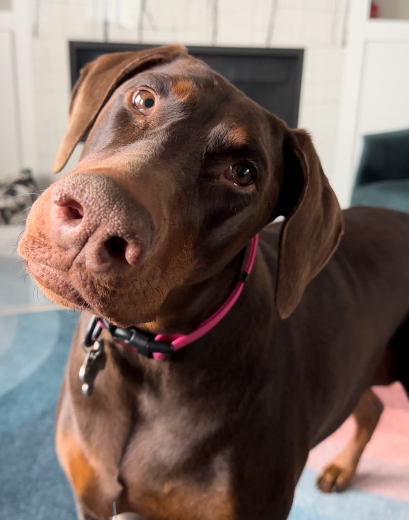 Poppy the brown Doberman, wearing her pink collar and looking curiously toward the camera.
